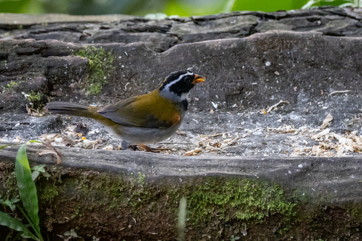 Orange-billed Sparrow - ML618815296