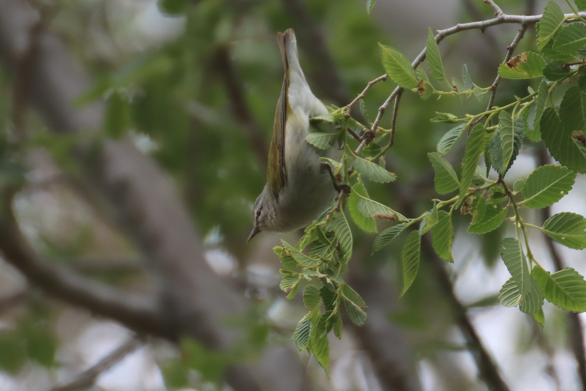Tennessee Warbler - Kathy Mihm Dunning