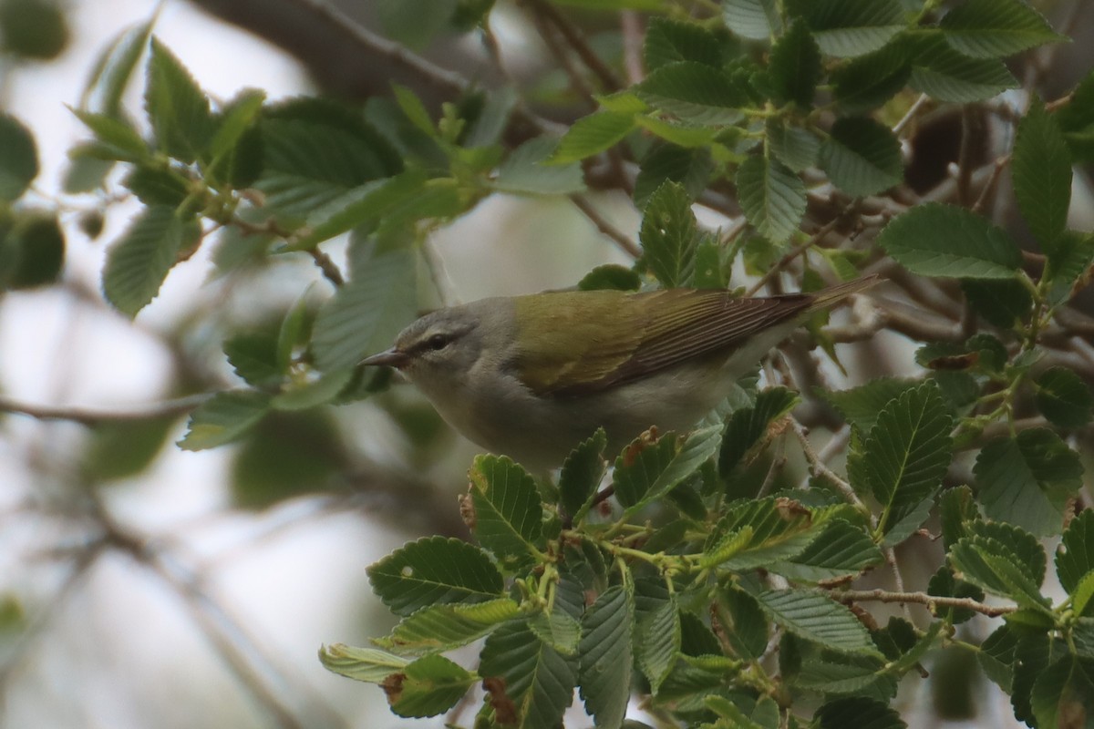 Tennessee Warbler - Kathy Mihm Dunning