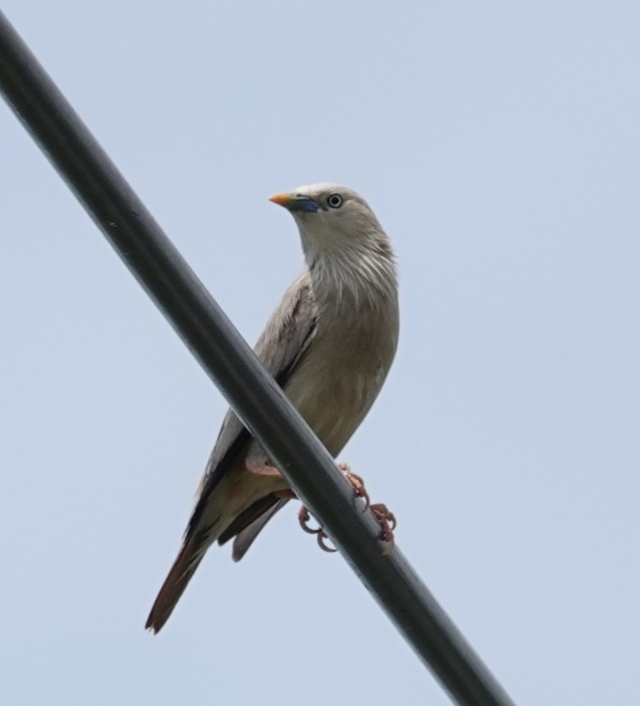 Chestnut-tailed Starling - Chao-Ju Su