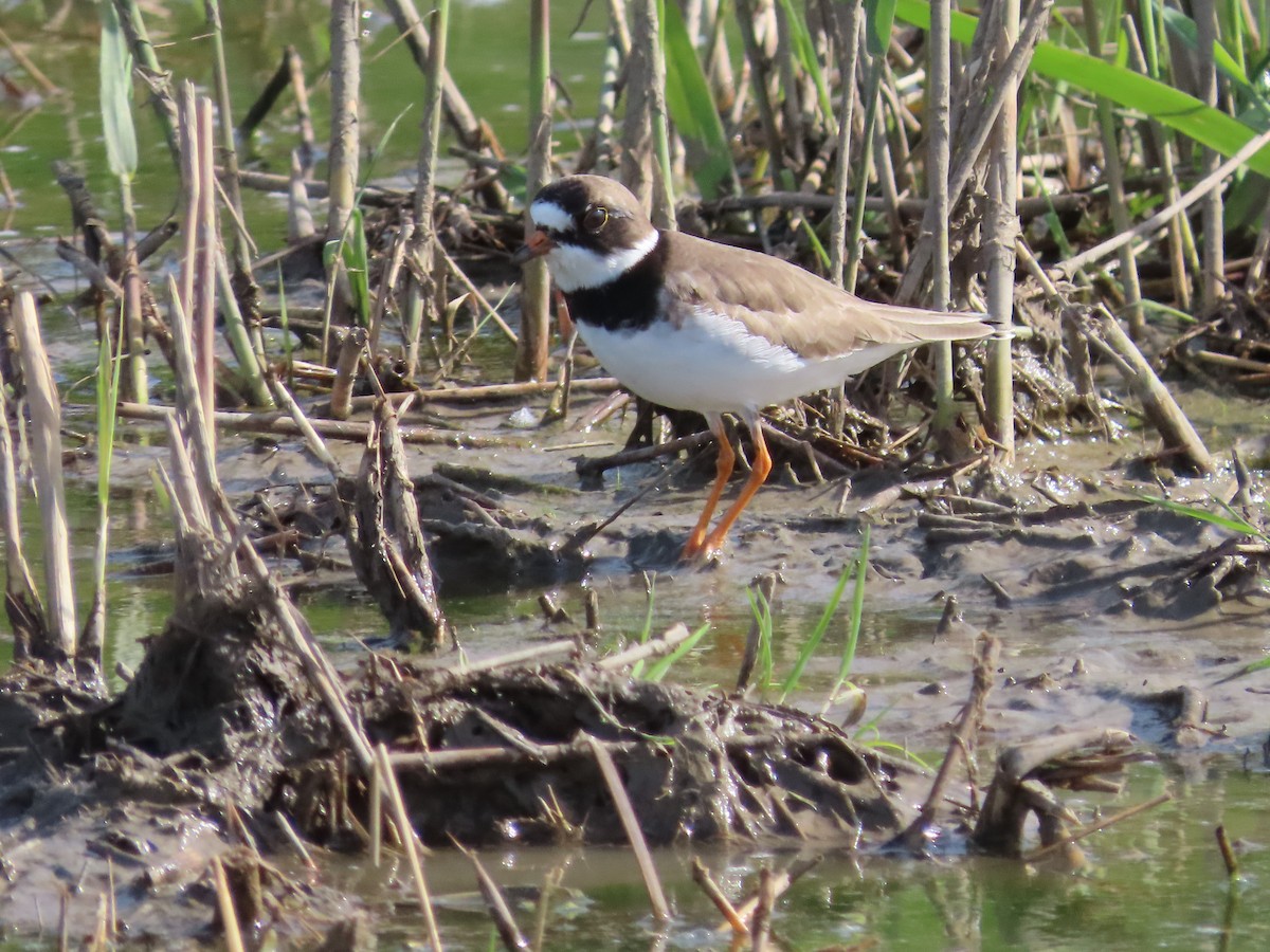 Semipalmated Plover - ML618815338