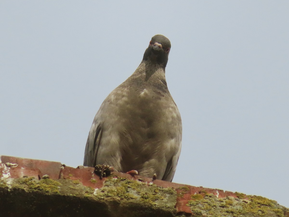 Rock Pigeon (Feral Pigeon) - ML618815342