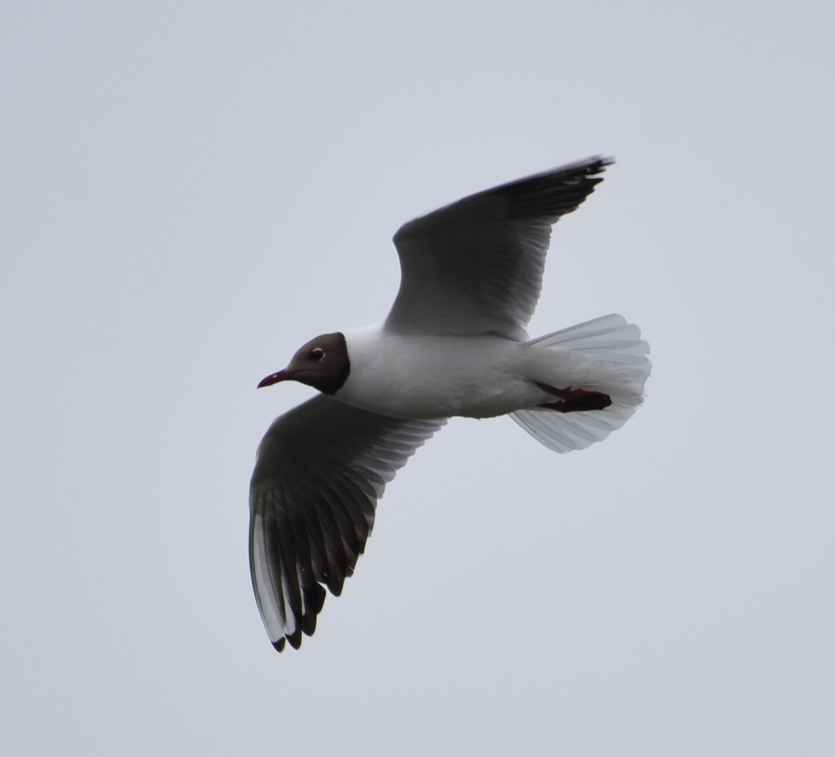 Black-headed Gull - NM Gatward