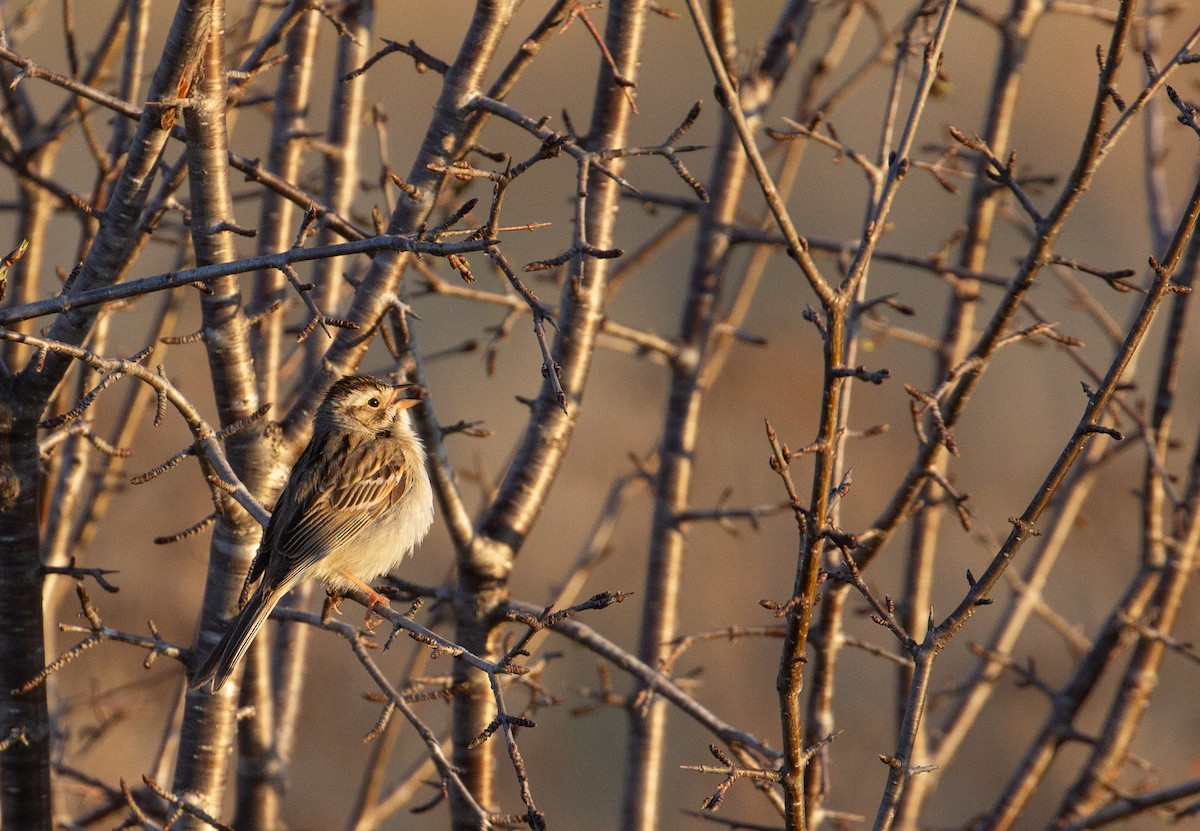 Clay-colored Sparrow - ML618815382