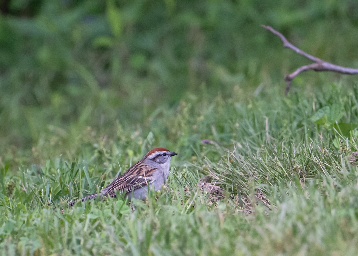 Chipping Sparrow - ML618815392