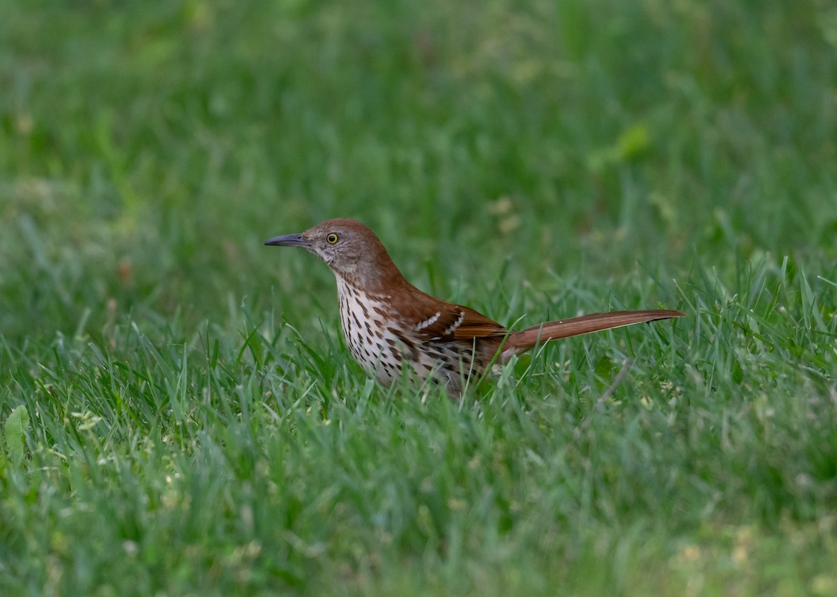 Brown Thrasher - Sheila and Ed Bremer