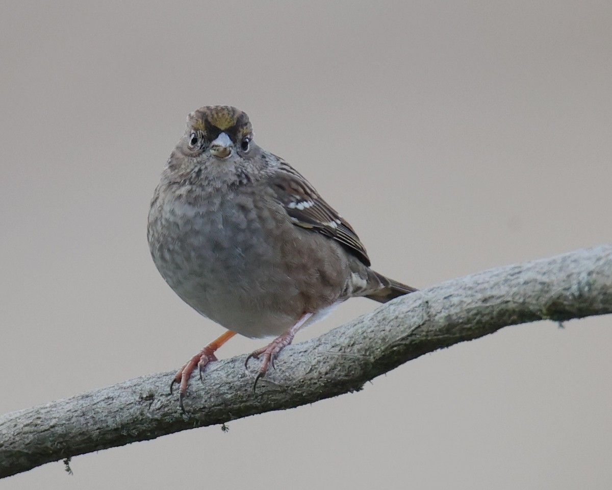 Golden-crowned Sparrow - Linda Dalton
