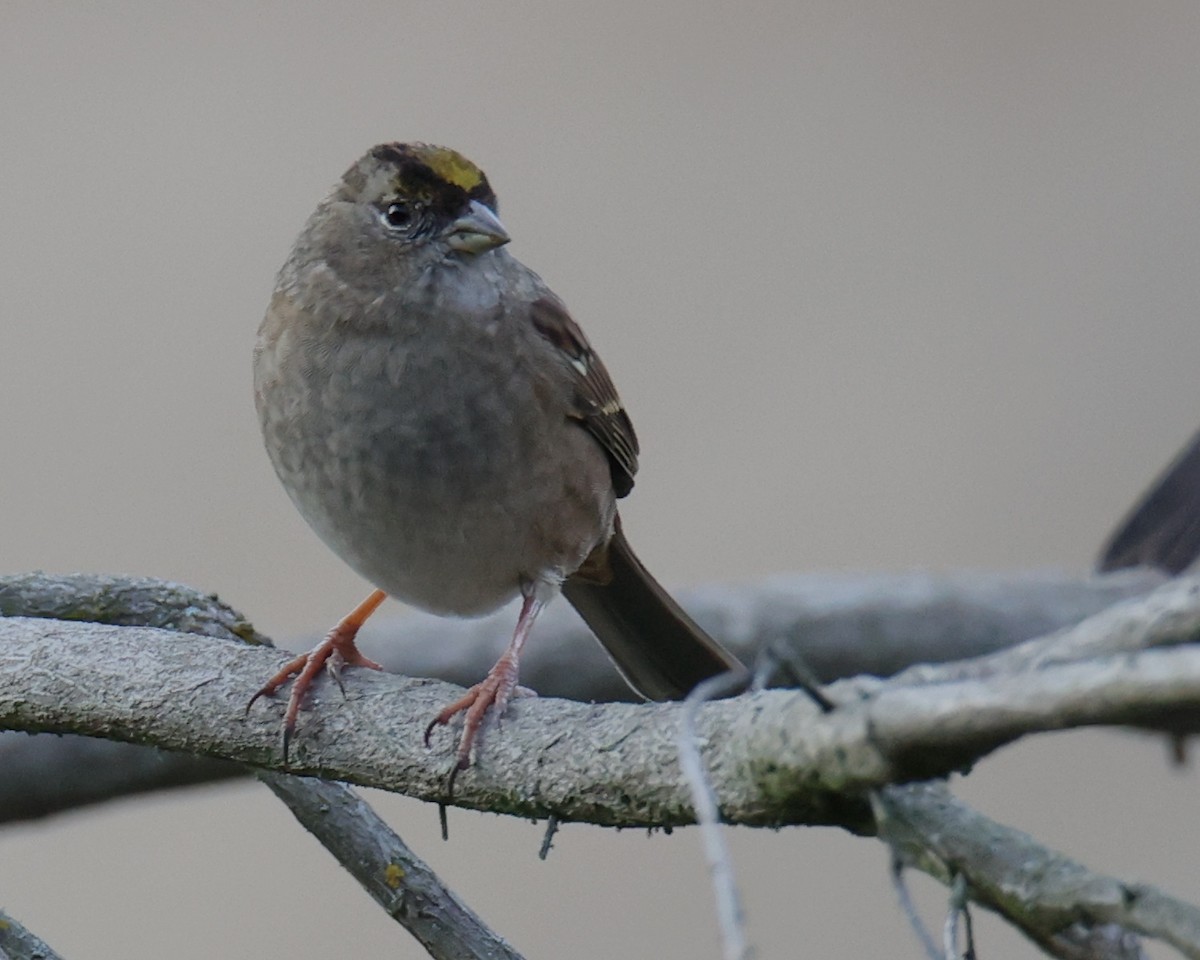 Golden-crowned Sparrow - ML618815443