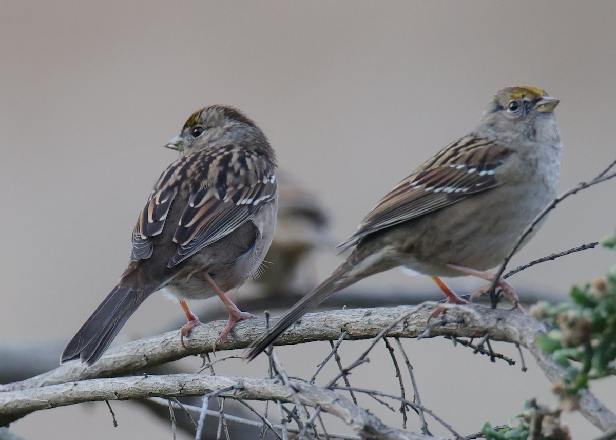 Golden-crowned Sparrow - ML618815444