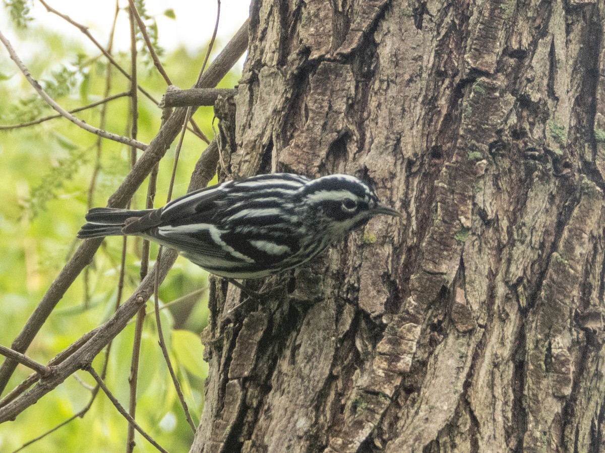 Black-and-white Warbler - ML618815464