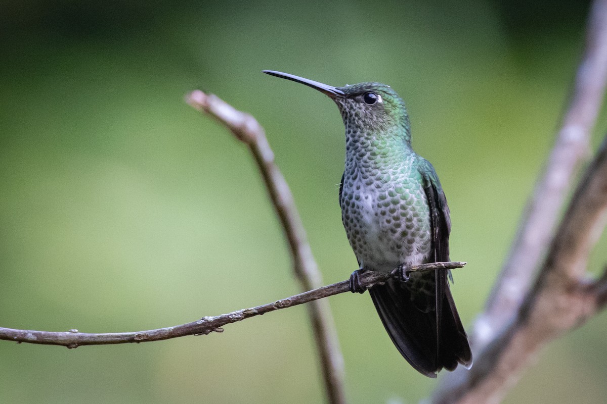 Many-spotted Hummingbird - ML618815472