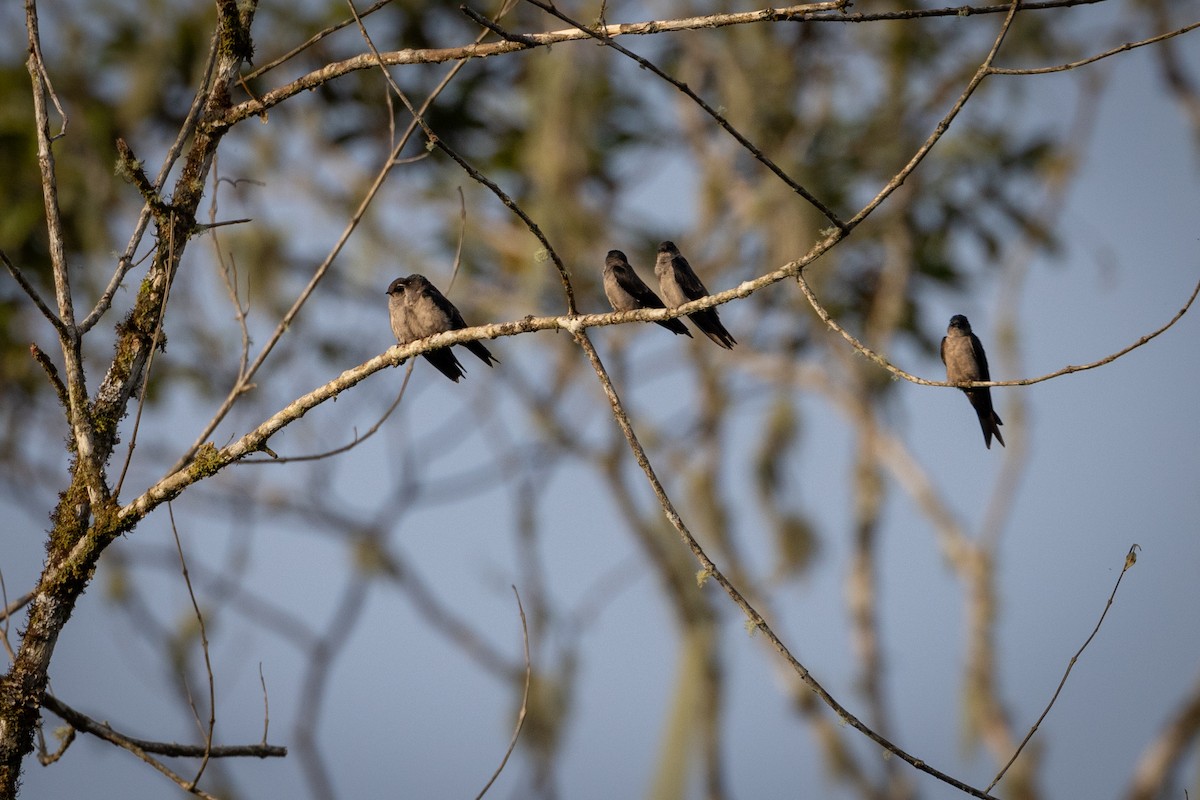 Southern Rough-winged Swallow - Susan Brickner-Wren