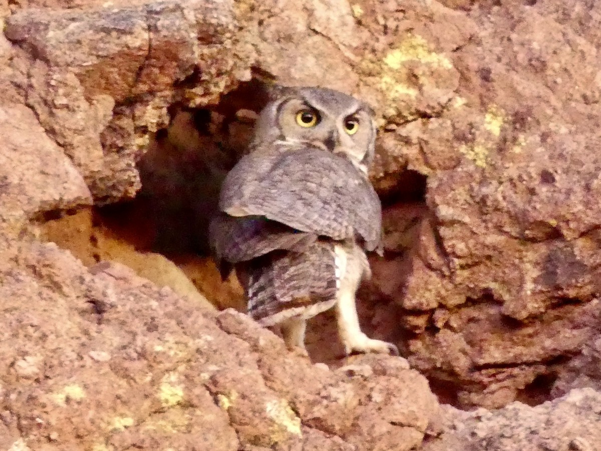 Great Horned Owl - ML618815548