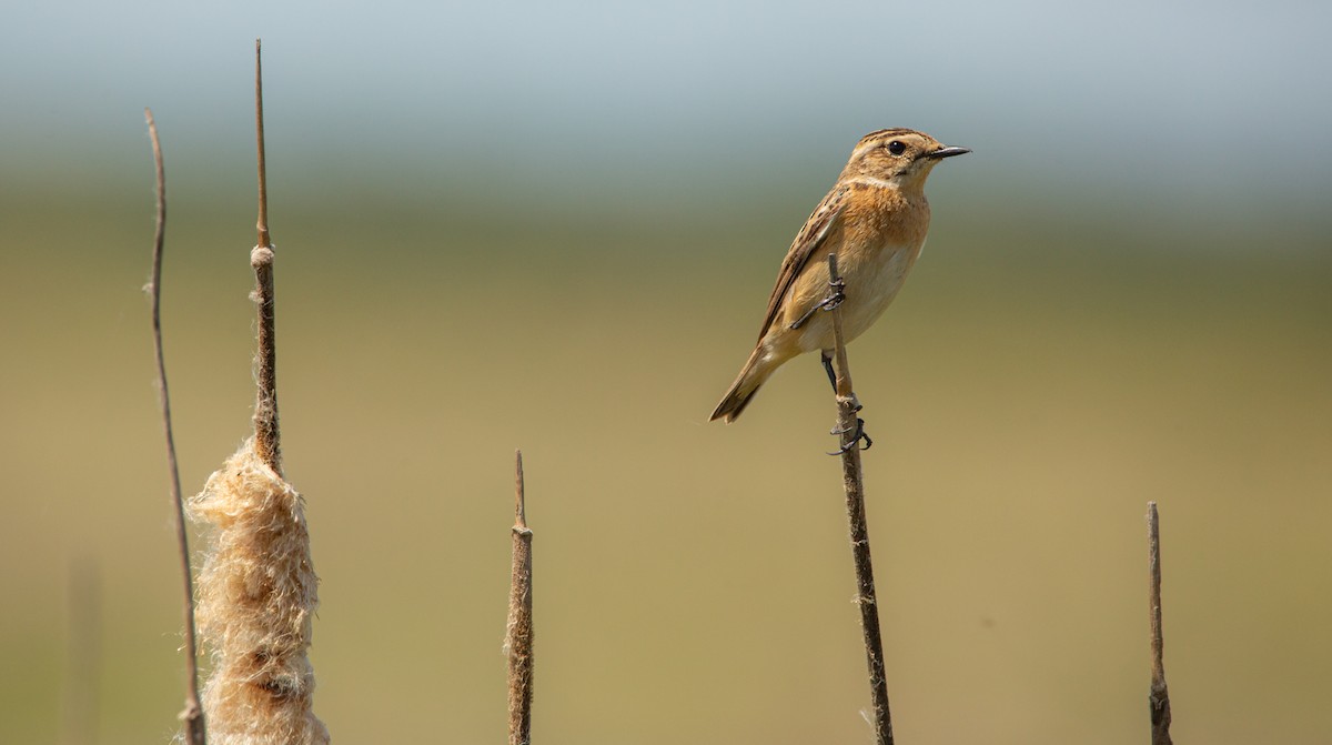 Whinchat - ML618815607
