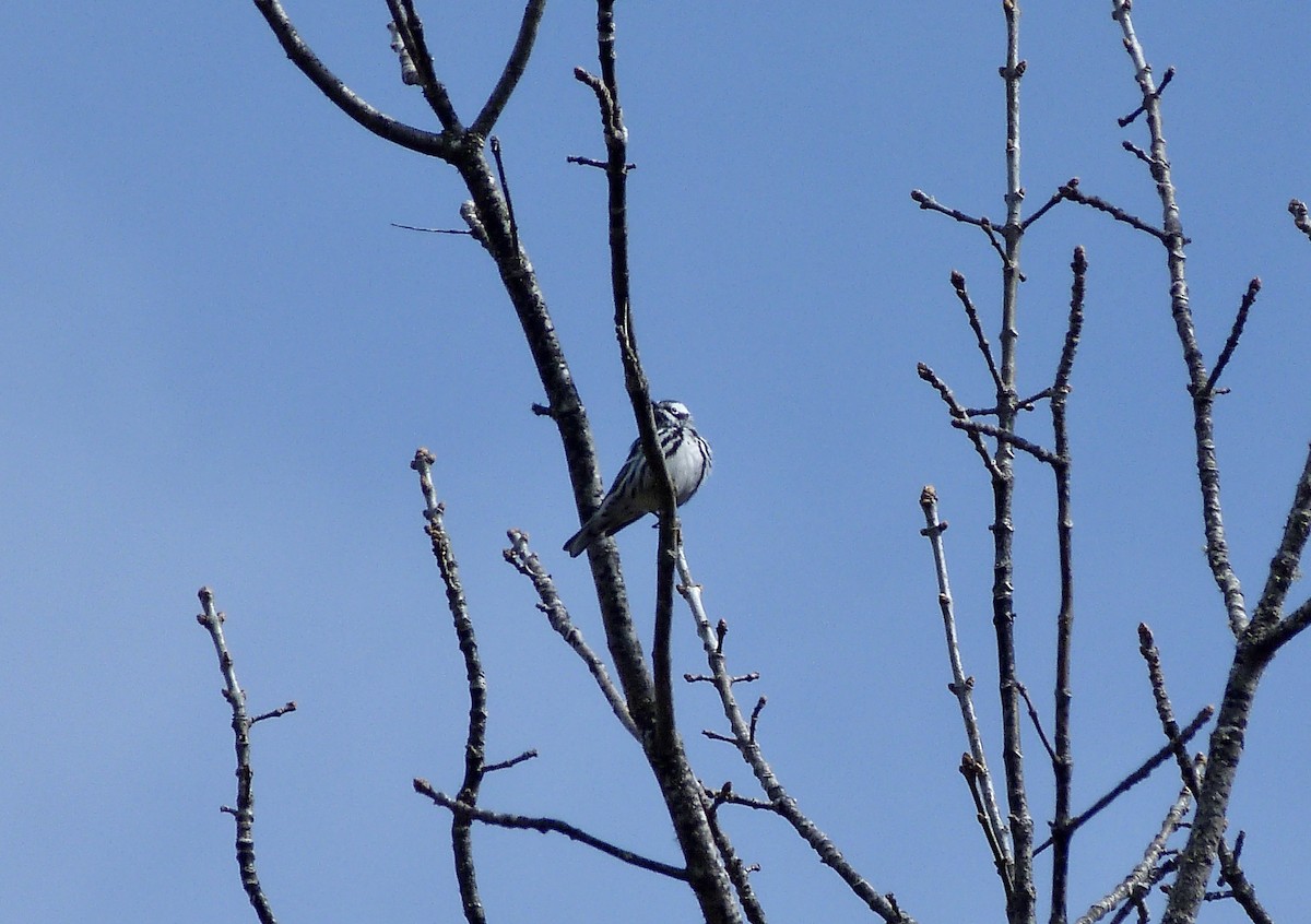 Black-and-white Warbler - ML618815608