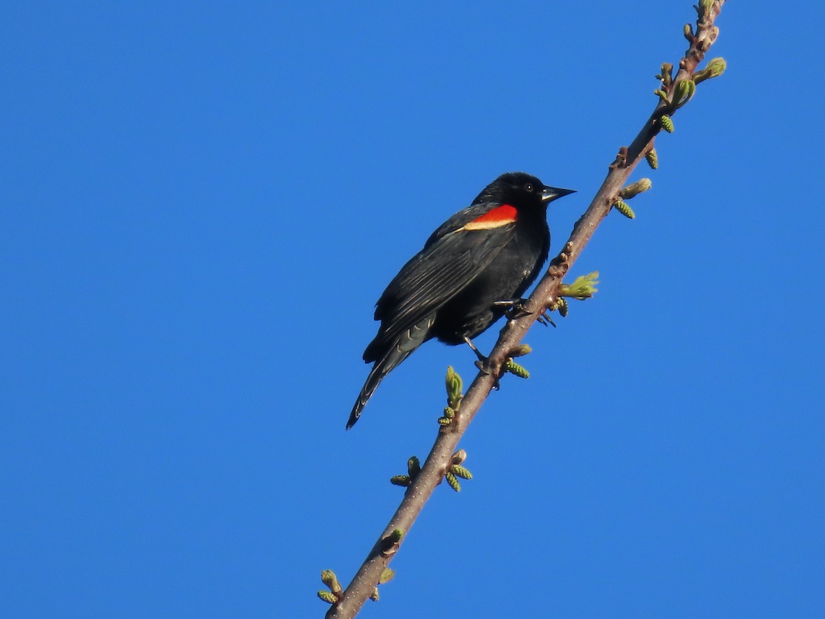 Red-winged Blackbird - ML618815616