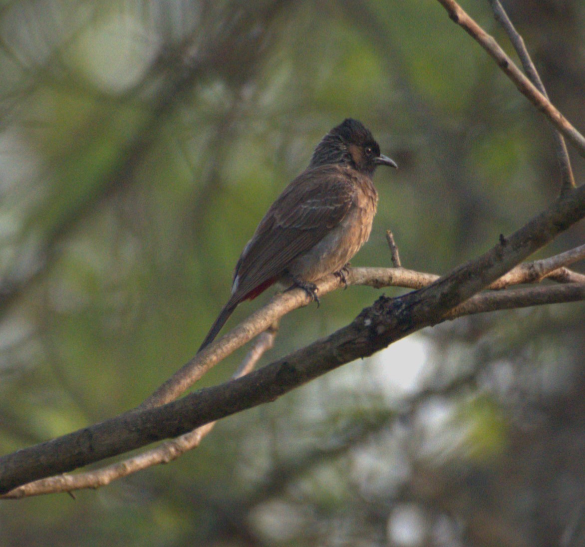 Red-vented Bulbul - ML618815617