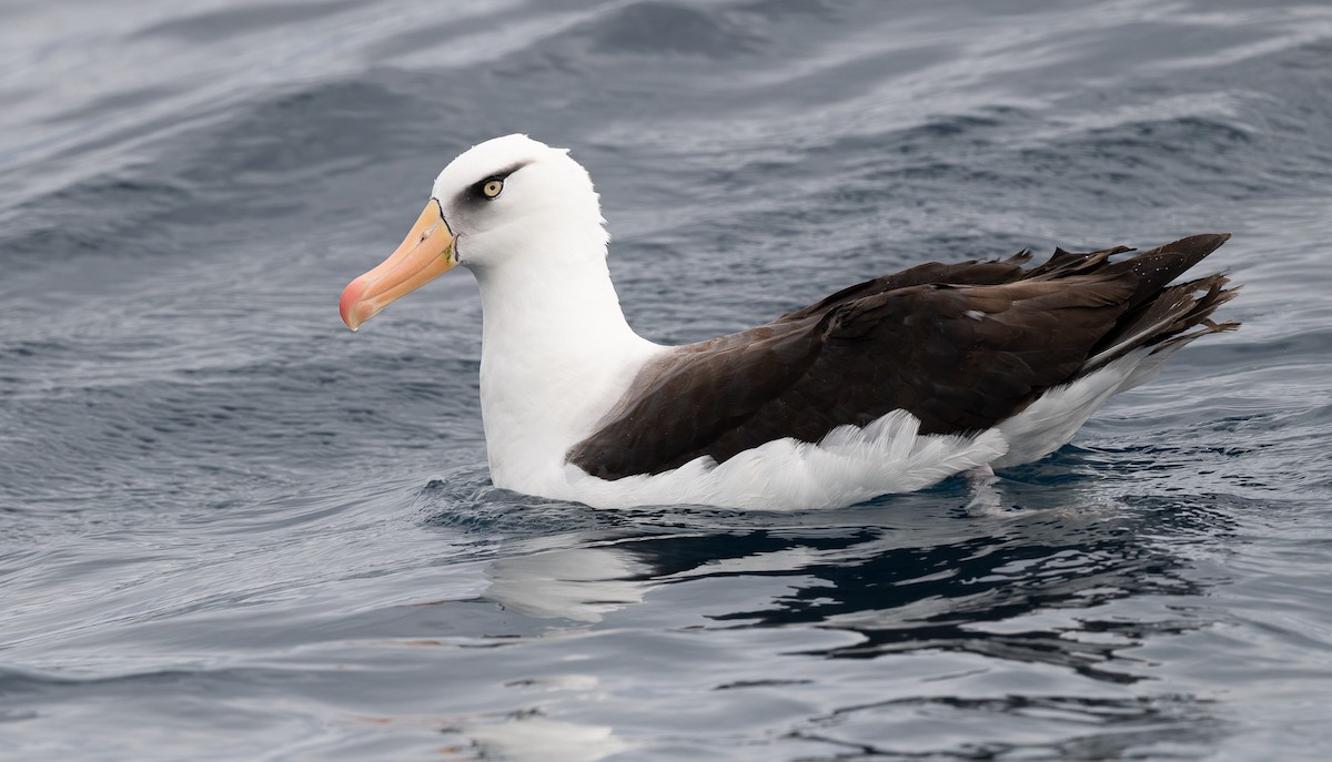 Black-browed Albatross (Campbell) - ML618815653
