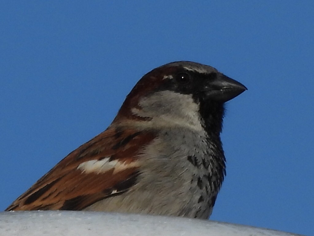 House Sparrow - ML618815694