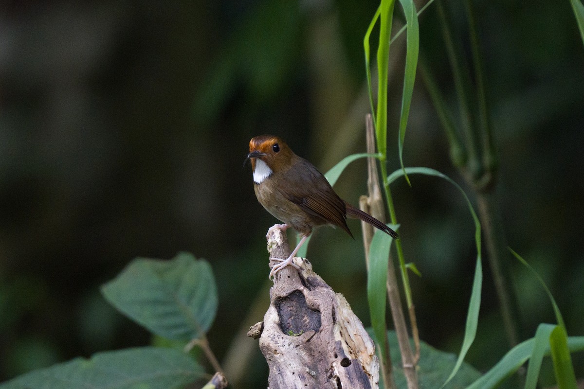 Rufous-browed Flycatcher - wengchun malaysianbirder