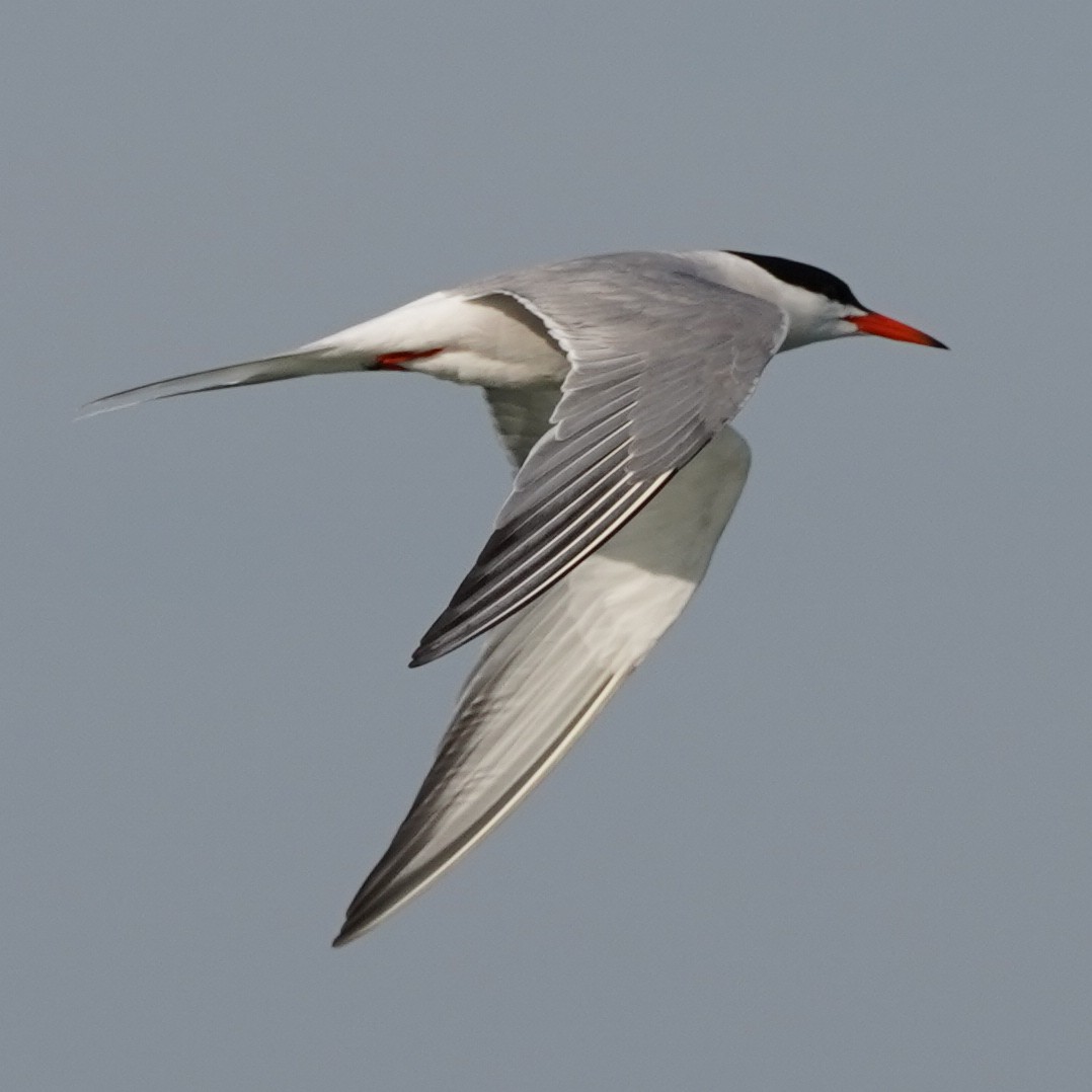Common Tern - ML618815701
