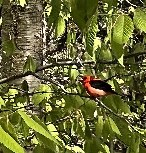 Scarlet Tanager - ML618815715