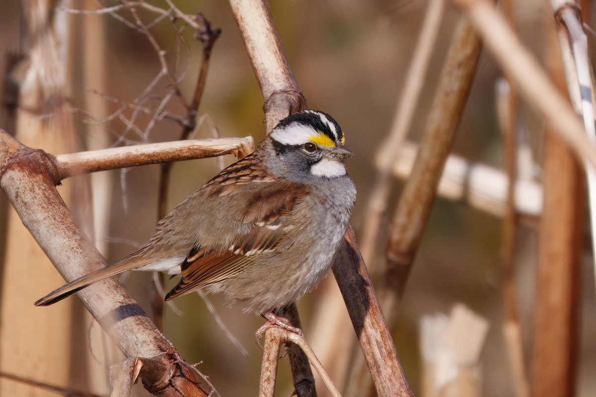 White-throated Sparrow - Anne Déry