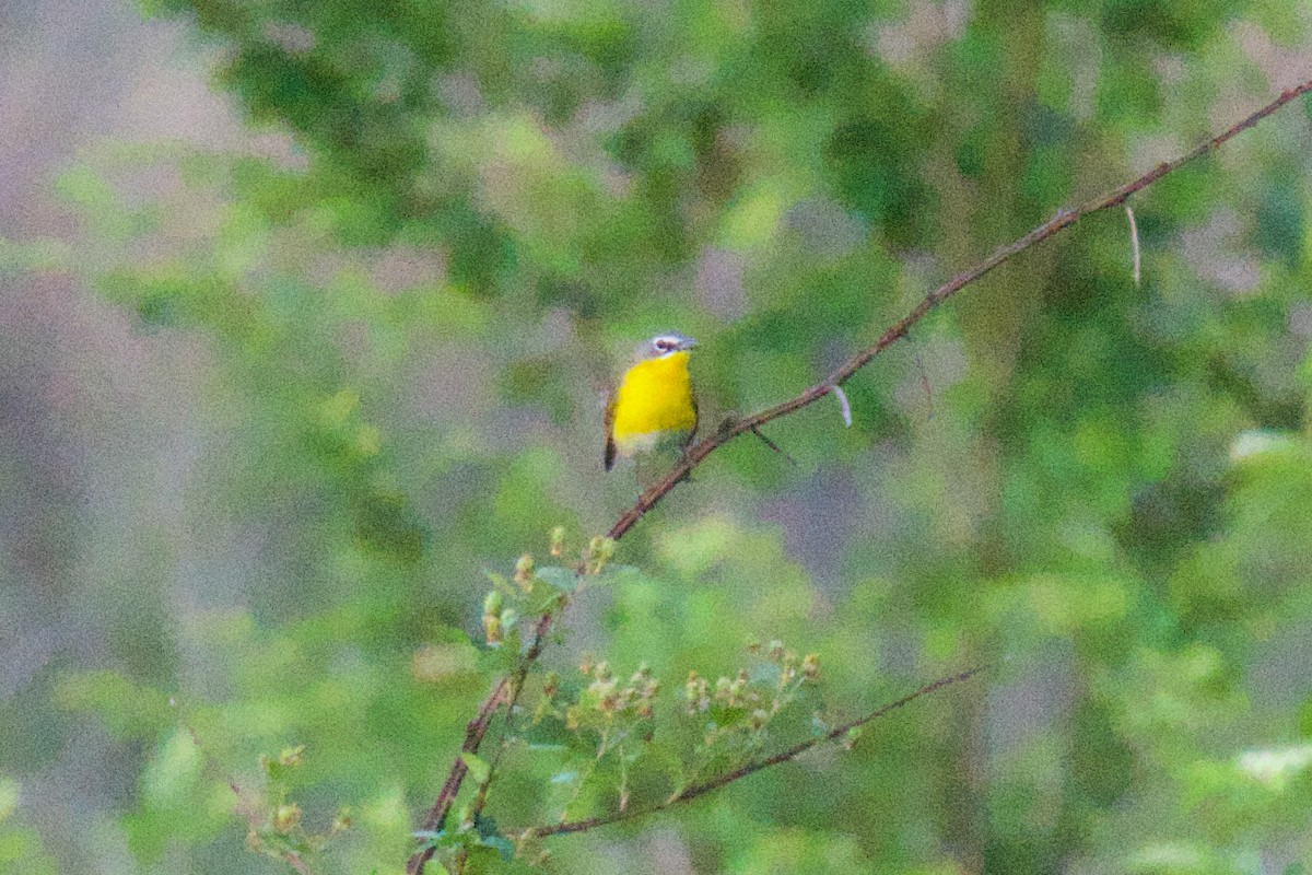 Yellow-breasted Chat - ML618815734
