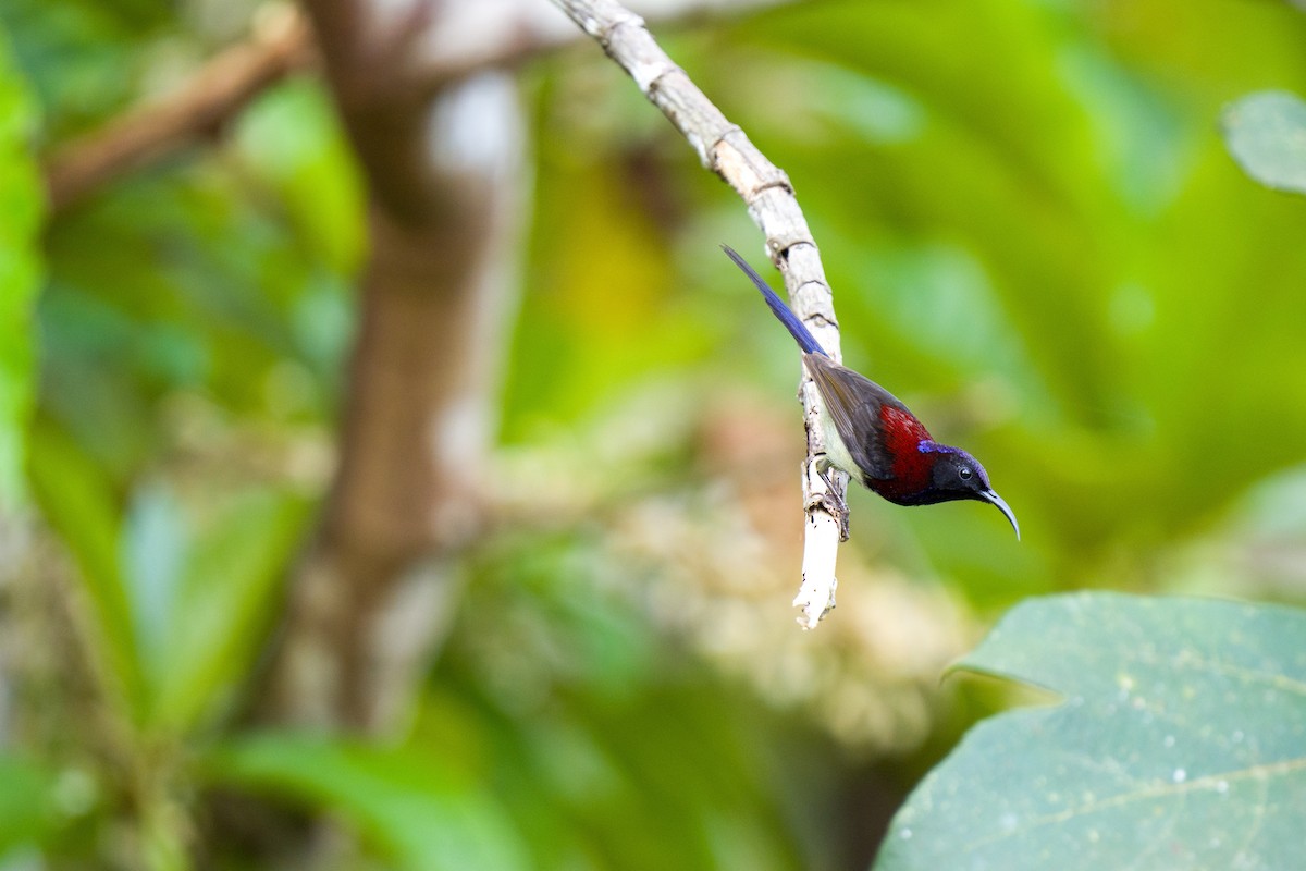Black-throated Sunbird - wengchun malaysianbirder