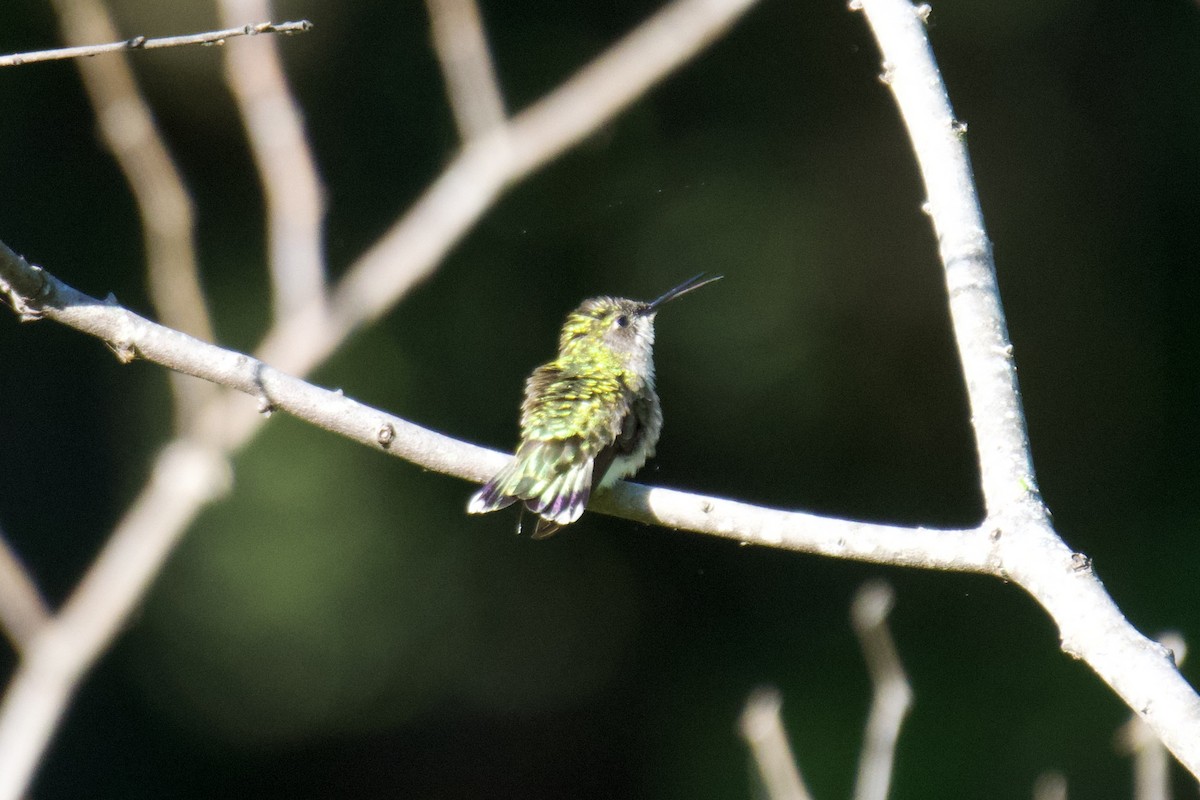 Ruby-throated Hummingbird - ML618815758