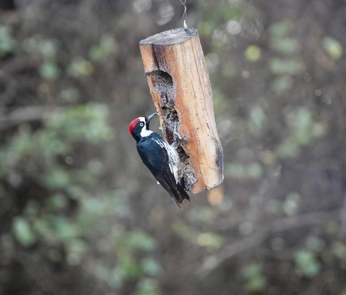 Acorn Woodpecker - Andrew Bailey