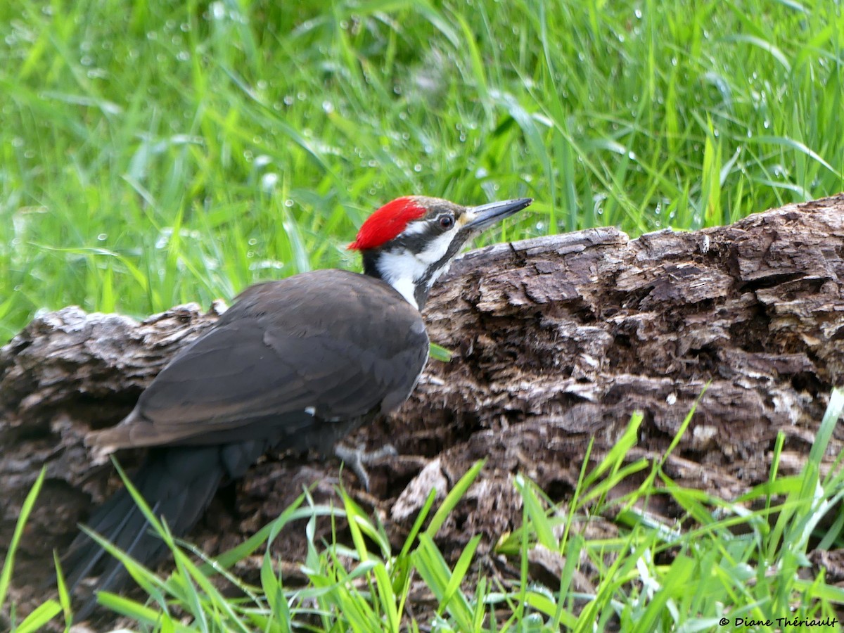 Pileated Woodpecker - ML618815761