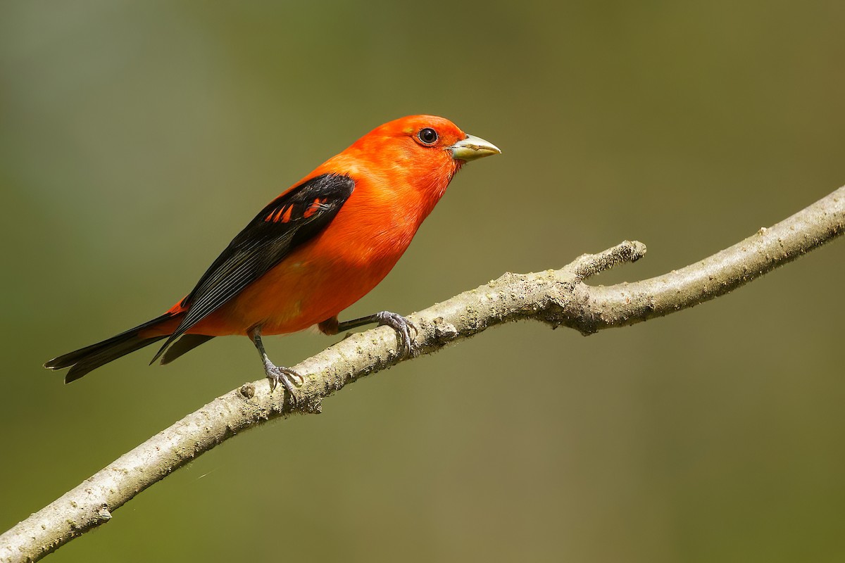Scarlet Tanager - ML618815792