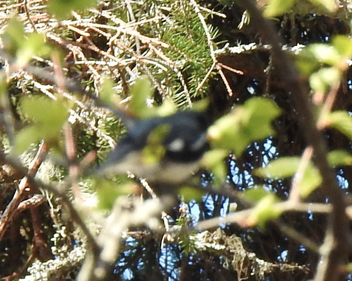 Black-throated Blue Warbler - ML618815808
