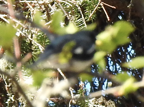 Black-throated Blue Warbler - Beatrix Kohlhaas
