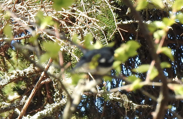 Black-throated Blue Warbler - ML618815815