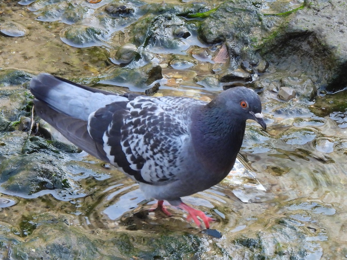 Rock Pigeon (Feral Pigeon) - Gerald Moore