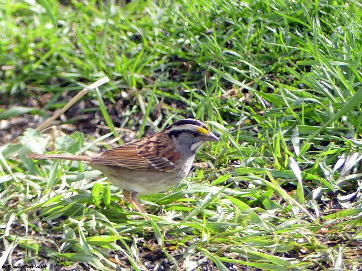 White-throated Sparrow - Diane Thériault