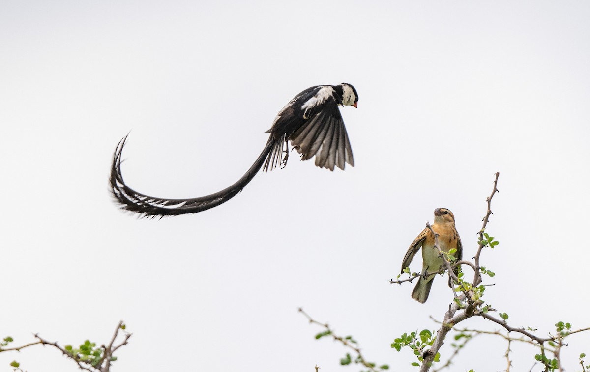 Pin-tailed Whydah - ML618815841