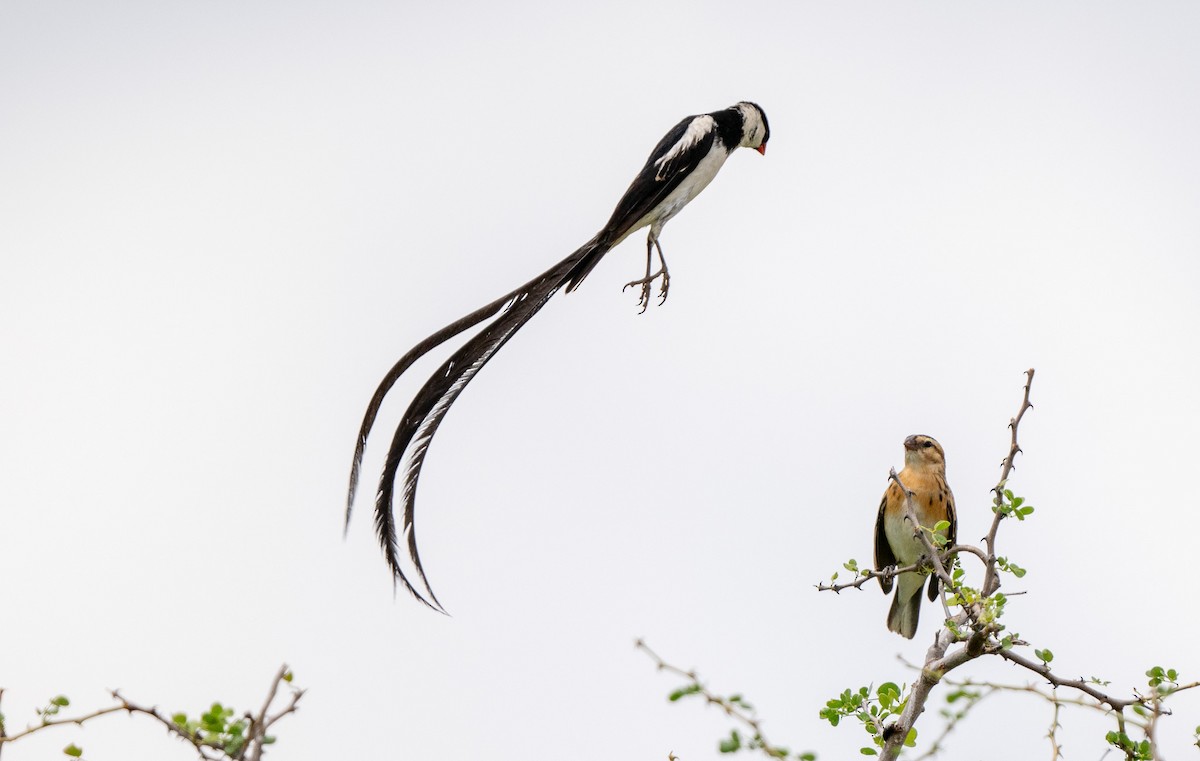 Pin-tailed Whydah - ML618815846