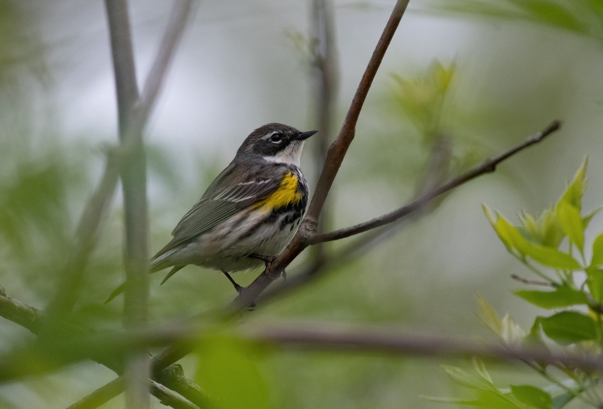Yellow-rumped Warbler - Mike Good