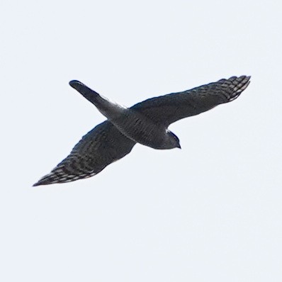 Eurasian Sparrowhawk - ML618815890