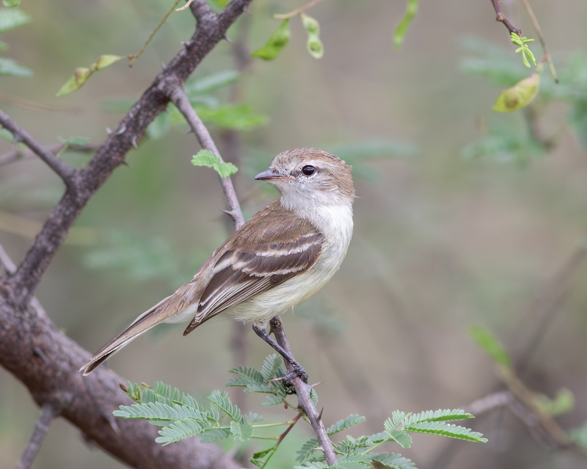 Southern Mouse-colored Tyrannulet - ML618815895