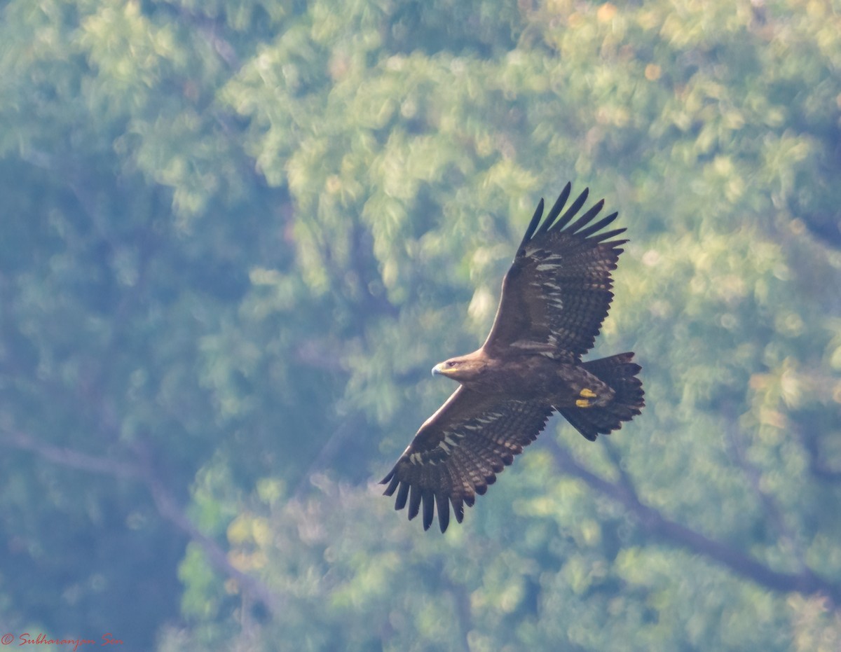 Greater Spotted Eagle - ML618815909