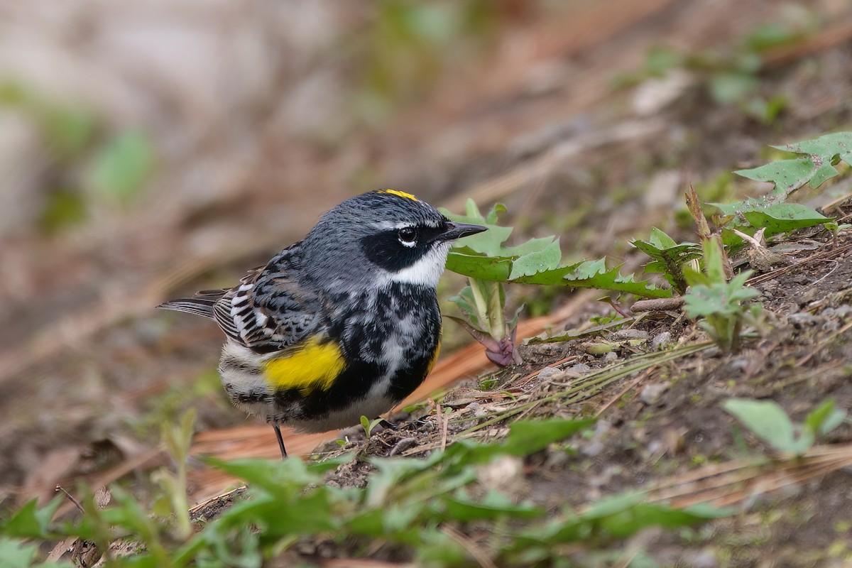 Yellow-rumped Warbler - Anne Déry
