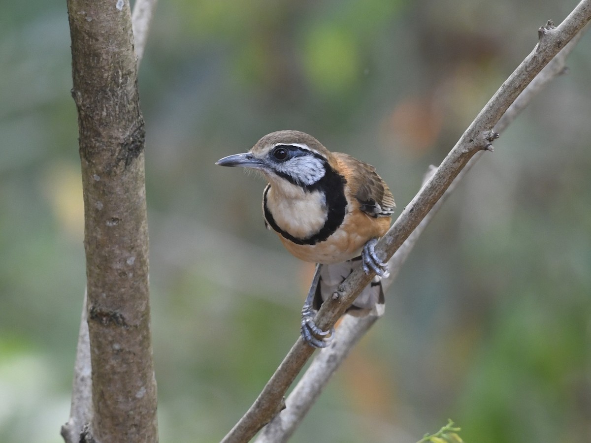 Greater Necklaced Laughingthrush - ML618815926