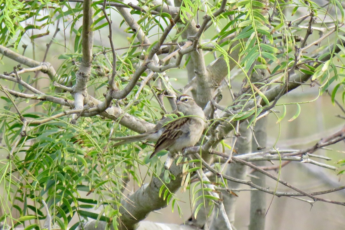 Chipping Sparrow - ML618815963