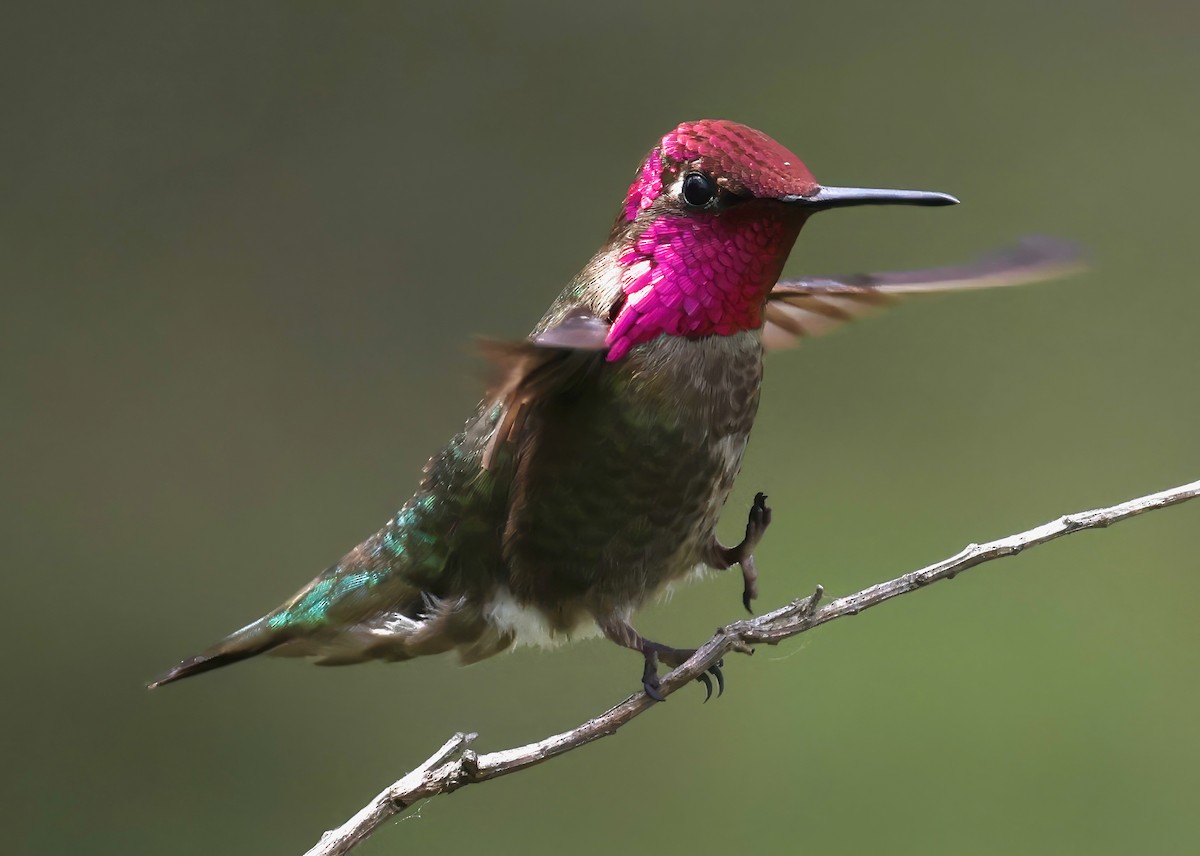 Anna's Hummingbird - ML618815977