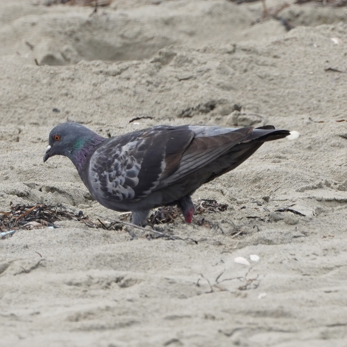 Rock Pigeon (Feral Pigeon) - ML618816002