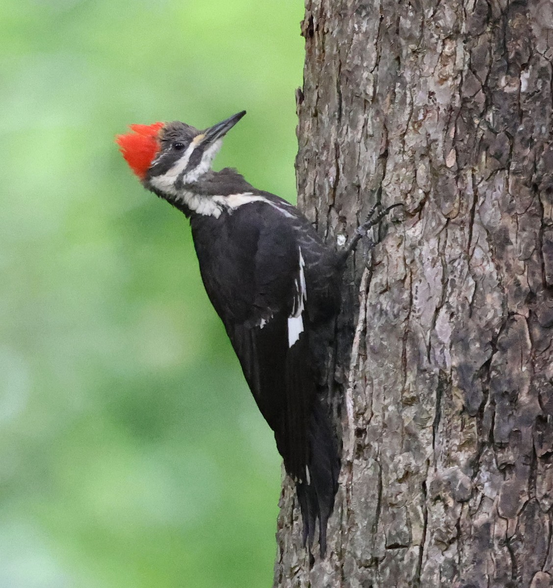 Pileated Woodpecker - ML618816043